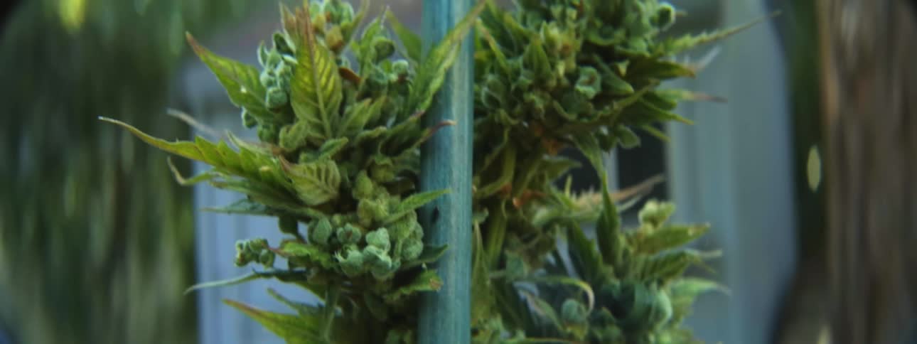 Marijuana is growing up the pole