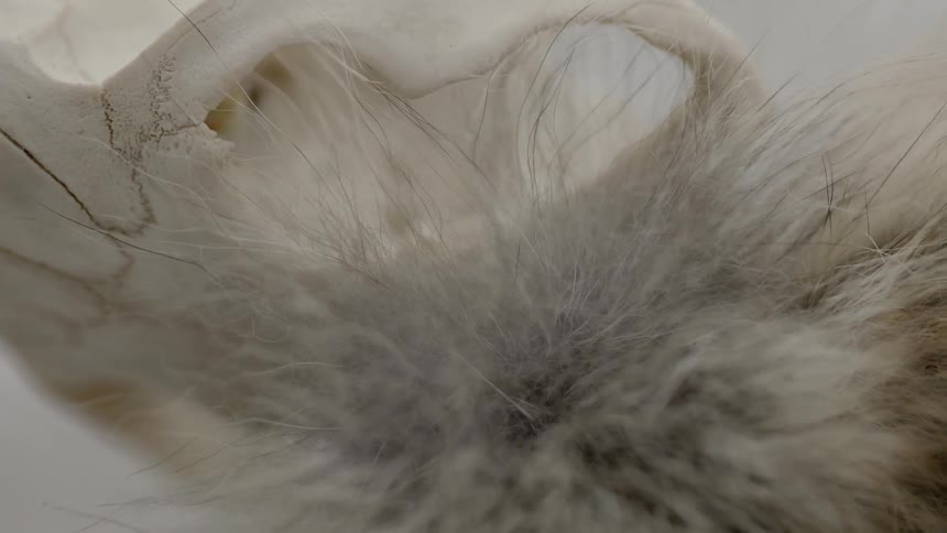 Some fur sits by bones