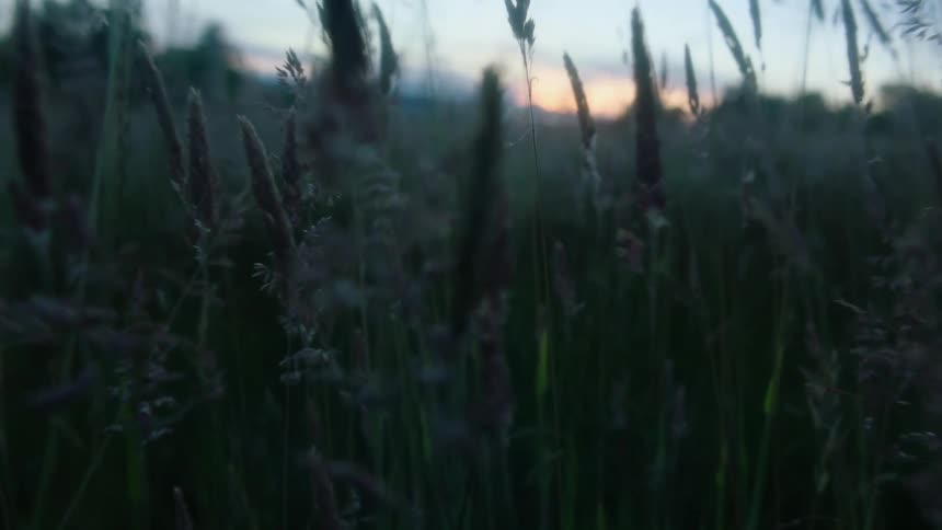 Moving over wild flowers growing on the tall grass on a field in the countryside at evening