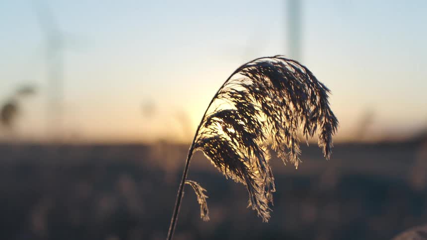 Feathery plume in meadow is back lit by sun on the horizon