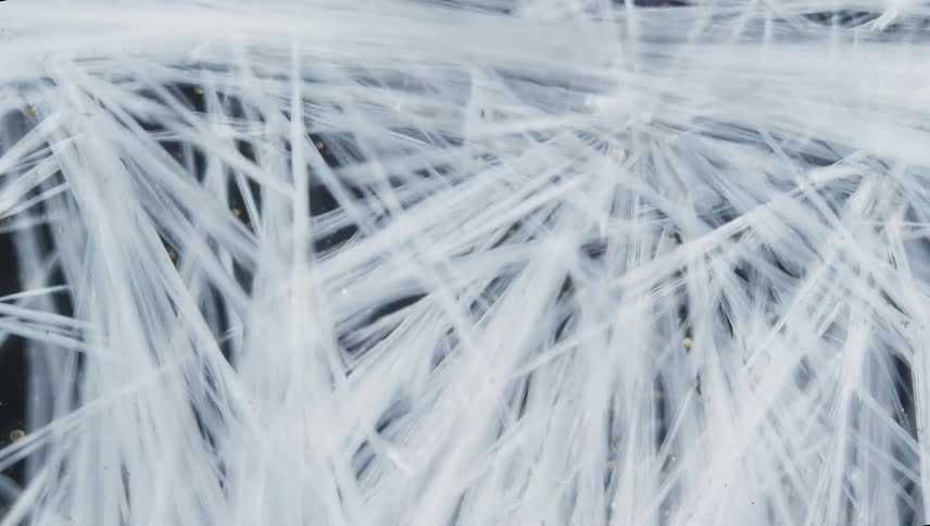 Organic white lines move and burst as they grow across the darkness until it is covered