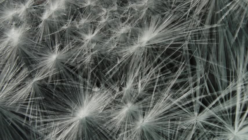 Starburst shapes grow cracks and lines