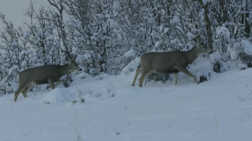 Two deer walk through the snow at the edge of a forest