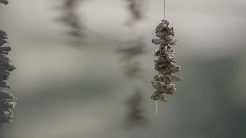 Strings of bone hanging outdoors