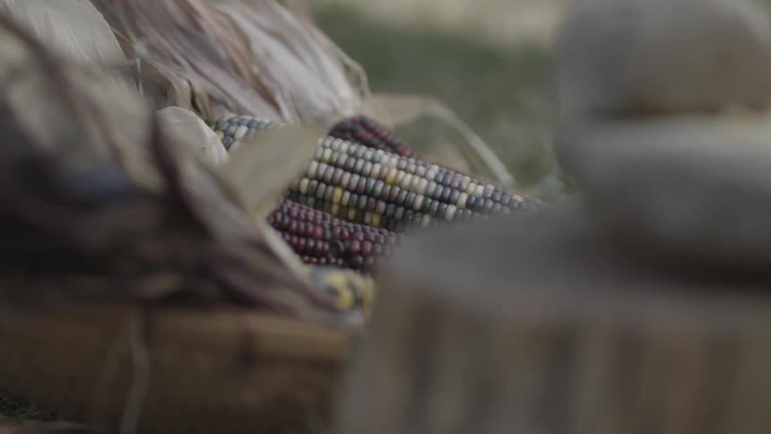 Ear of colorful corn lying on the ground