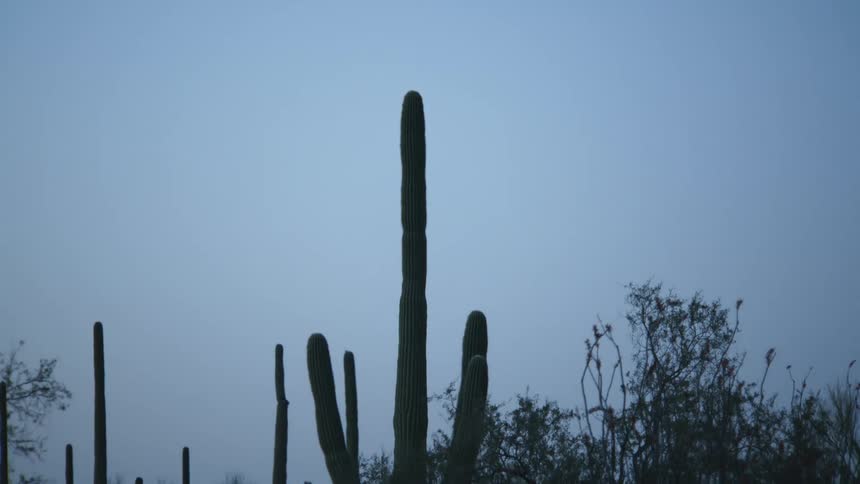 Cactus and plants are growing in the desert under a clear sky