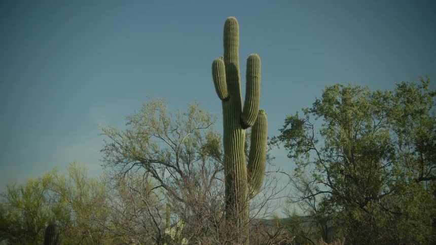 A tall cactus and shrubs in a desert