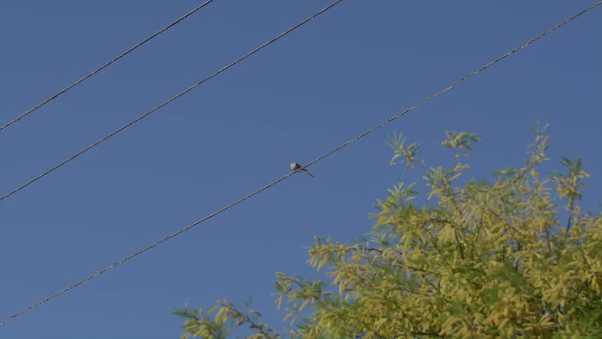 A bird sitting on a power line above a tree