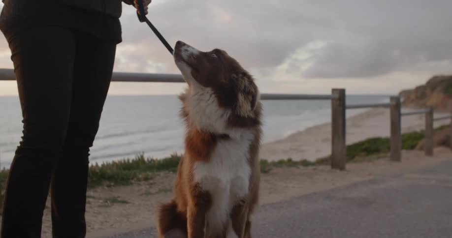 Dog sitting on leach on paved road near beach looks around and up at its master