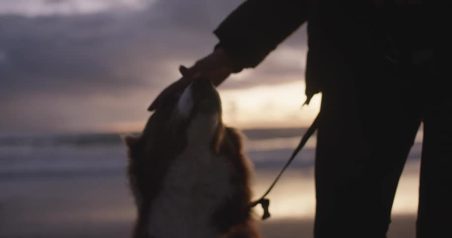Silhouette of a person standing on the beach petting their dog