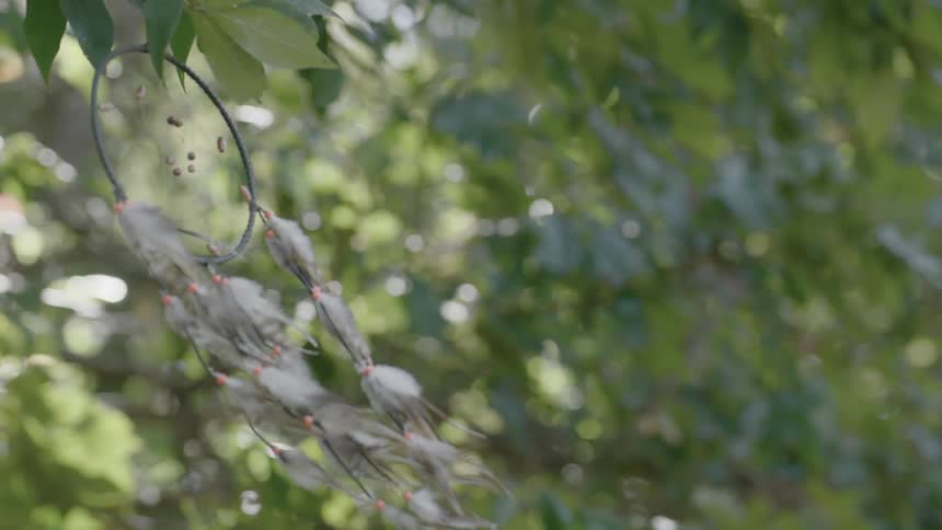 A dream-catcher is hanging among trees and blowing in the breeze