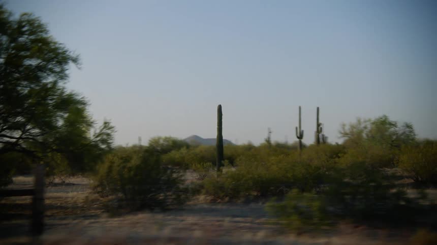 A lone cactus standing on the desert seen from a moving vehicle at morning