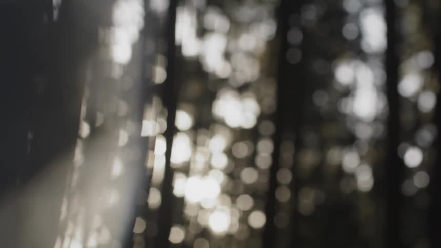 Looking through a window sunlight shines through trees in a forest