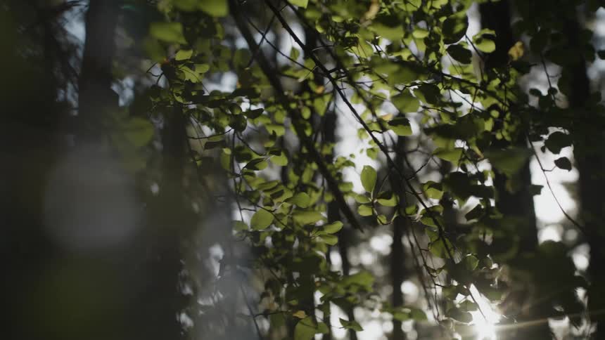 Wind blows the branches