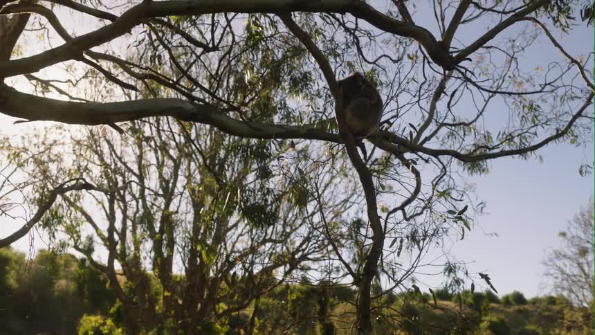 A Koala sits in a tree as the wind blows the leaves
