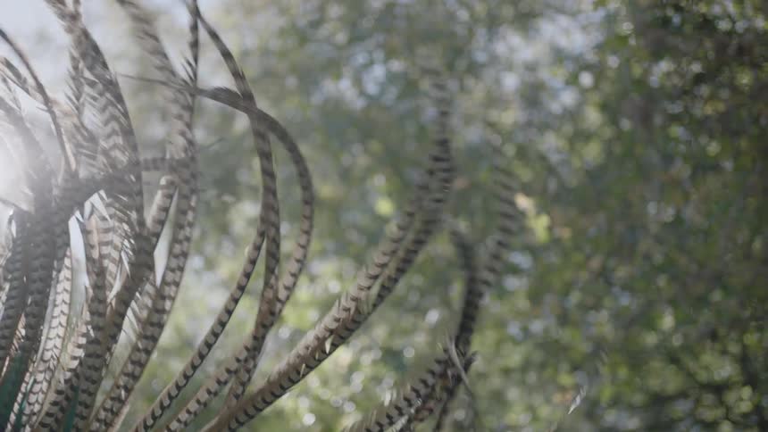 Feathers wave around in the sun