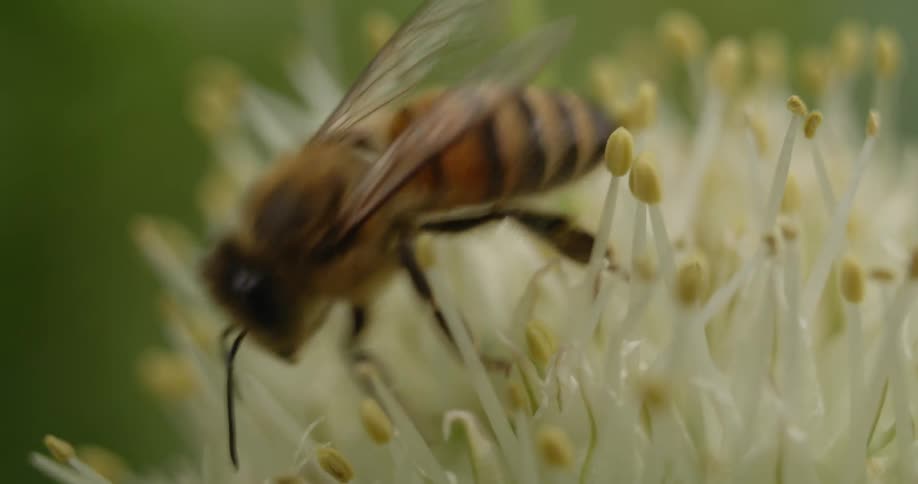 A bee is pollinating on a flower and flies away