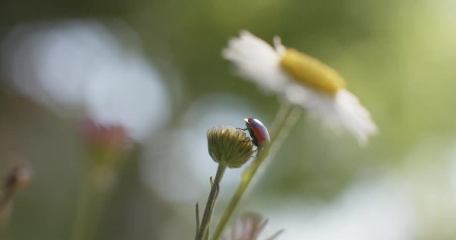 Ladybug crawls over flower bud on flowering plant swaying in the breeze