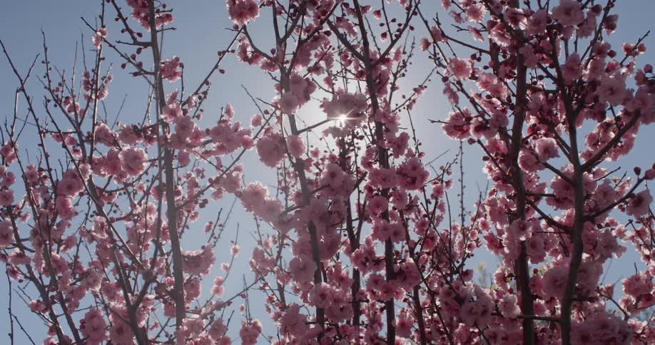 Bees fly about pink flowers on flowering tree as bright sun shines through the branches