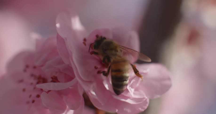 Bee harvests from flowers with pink petals