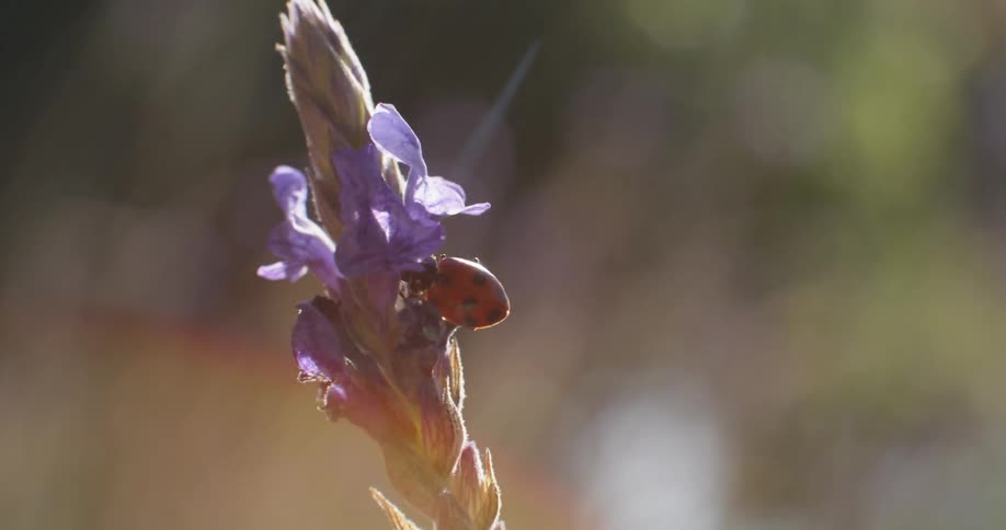 Sunlight shines on a ladybug sitting on a purple flower moving in the breeze