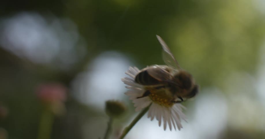 A bee crawls on a daisy and then flies away