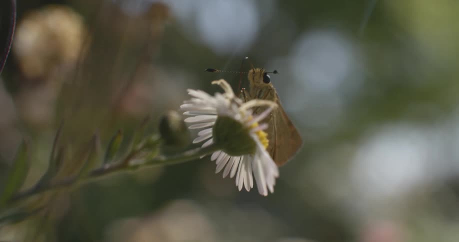 A small butterfly is sitting on a daisy as it moves in the breeze