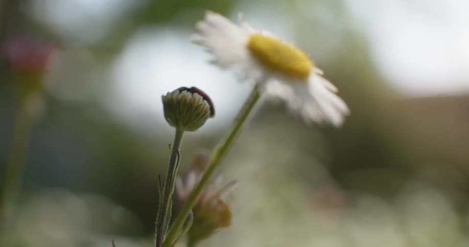 A ladybug climbs up the stem of daisies and sits on a bud as it moves in the breeze