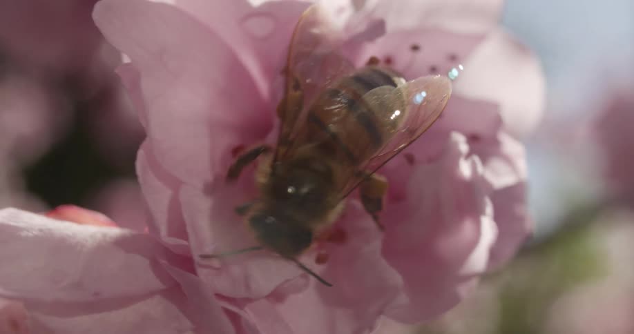 The sun shines on a bee as it crawls on a pink flower collecting pollen
