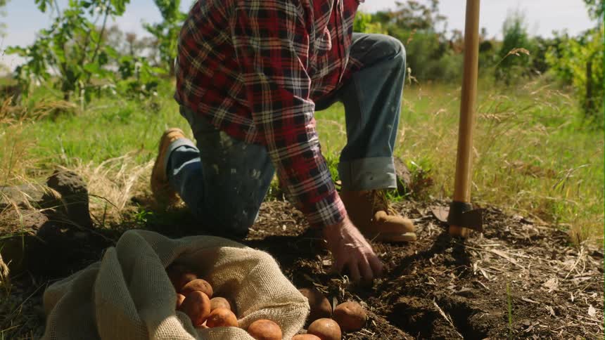 A farmer picks potatoes out of the ground and inspects them