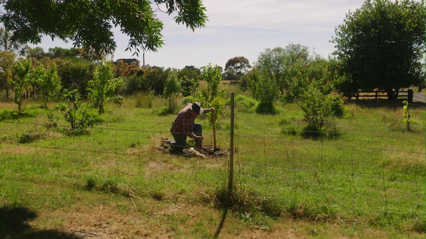 A farmer is in his backyard and is gardening with a pickaxe