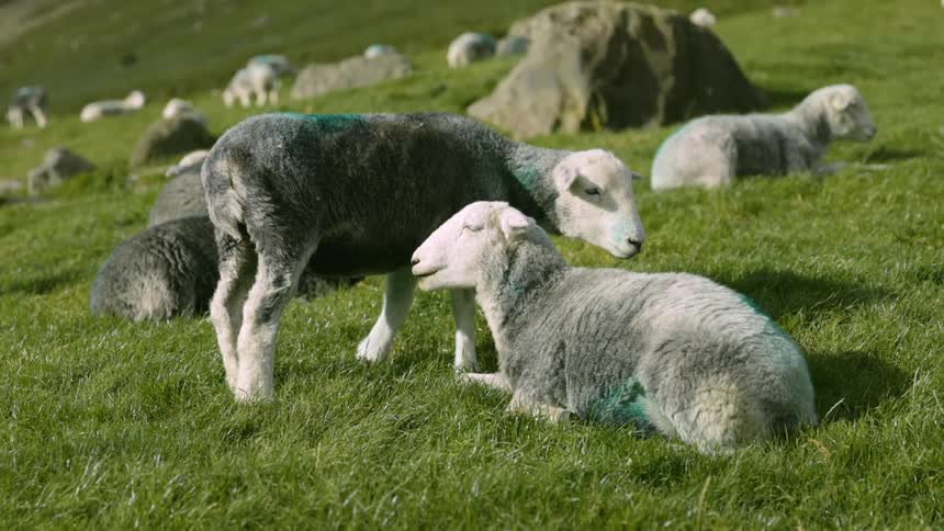 Sheep eat grass while grazing on the side of a hill