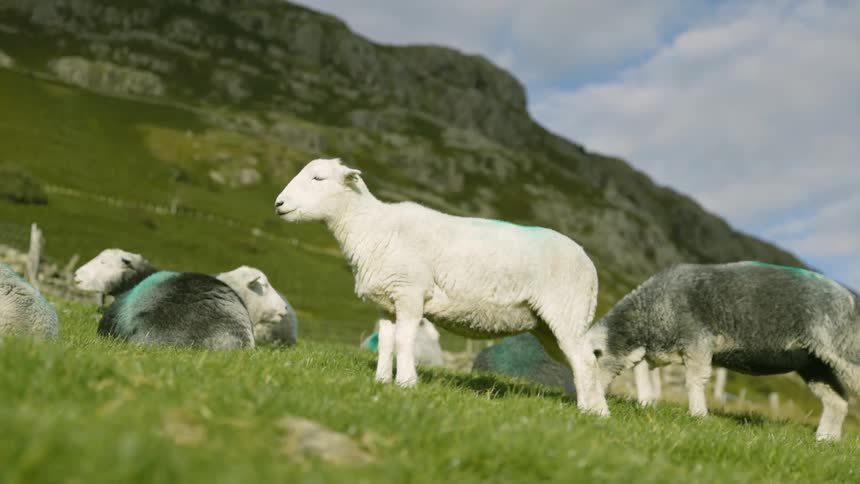 Sheep graze and sleep at the base of a canyon