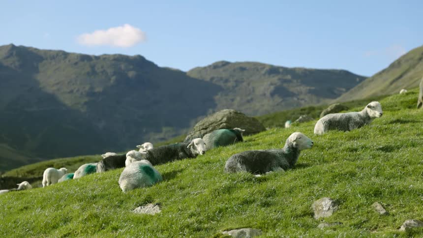 Sheep and lamb rest on the side of a hill laying down