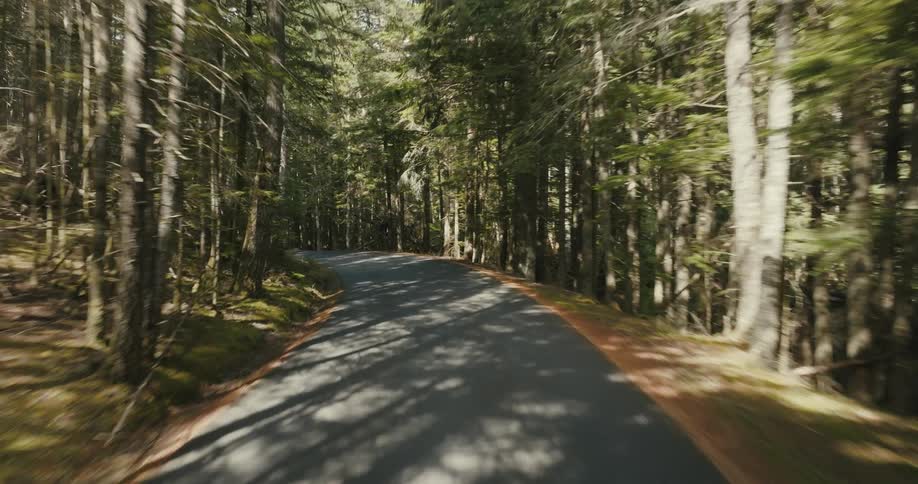 Moving forward on a forest road as the sun shines through the trees