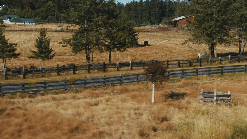 A man cycles past horses on farmland