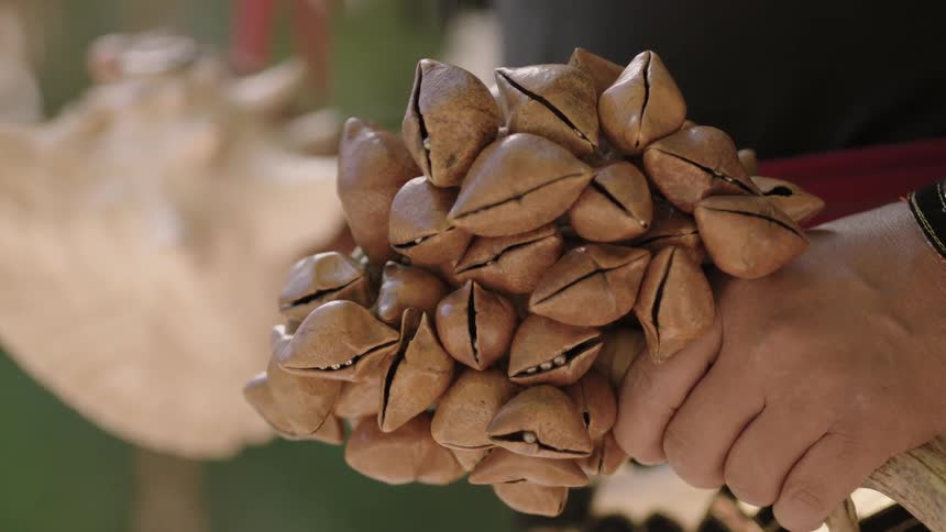 A person holds a shell and musical shaker