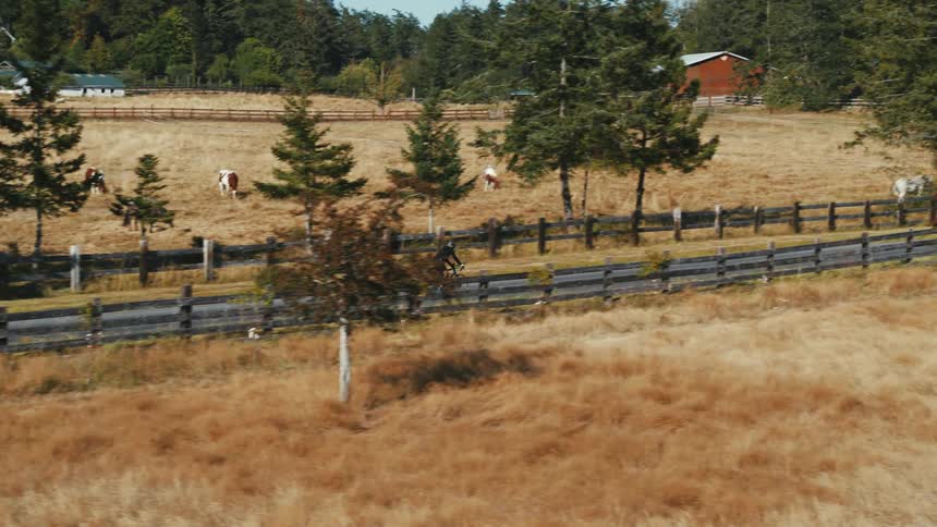 A cyclist rides their bike on a country road with trees at the roadside as horses graze in golden fields of dry grass