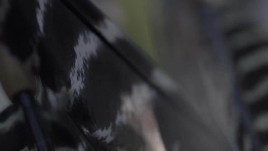 Feathers blow in the wind