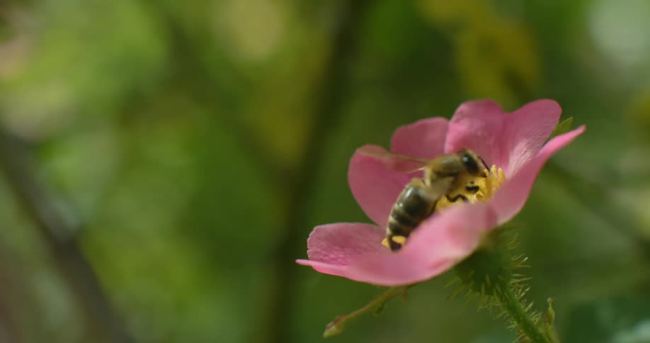 A bumblebee pollinates a small flower