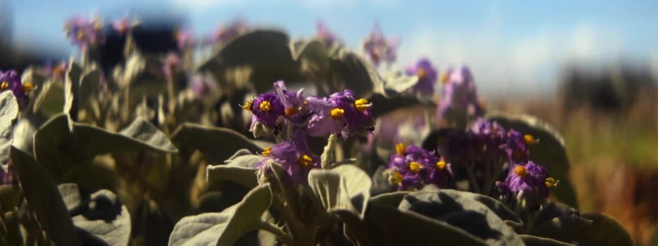 Black ants are crawling on purple flowers as they move in the breeze
