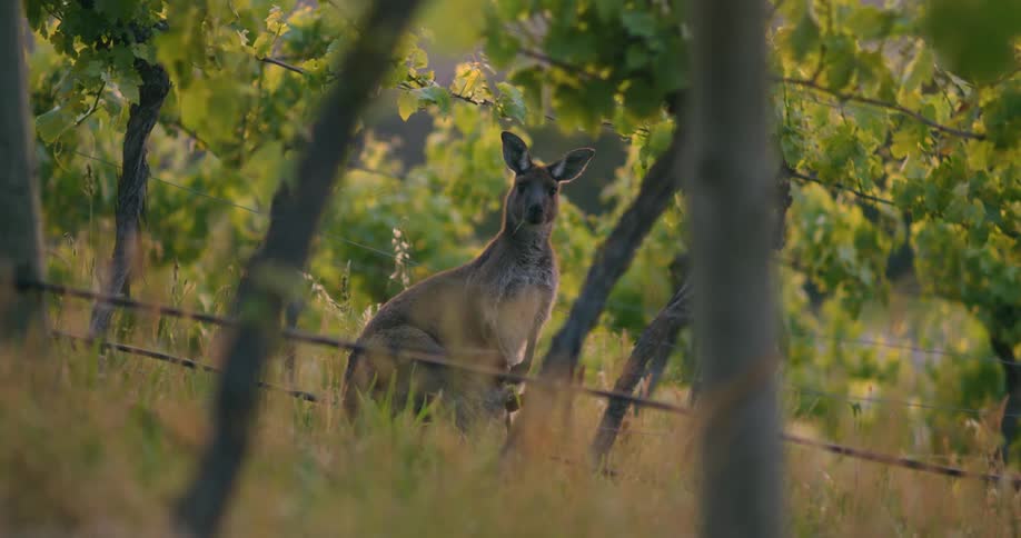 A kangaroo stands behind a fence in the woods