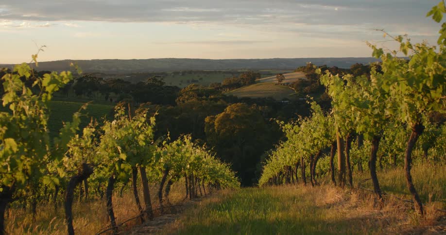 A wide grass trail runs through a vineyard leading to hills