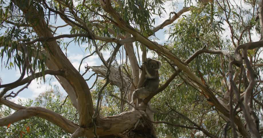 A koala is perched in the tree
