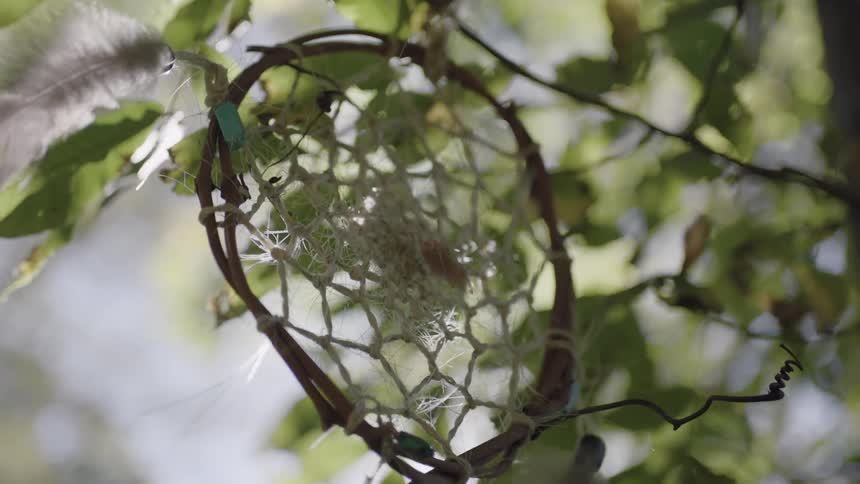 A dreamcatcher in a tree