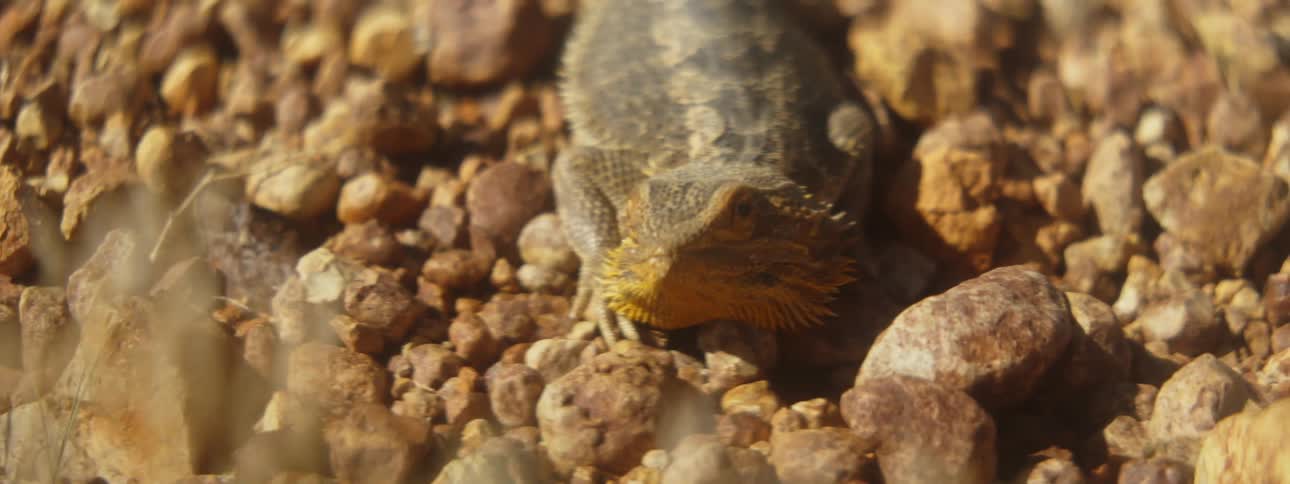 Close up of a bearded dragon lizard resting over the pebbles in the desert at daytime