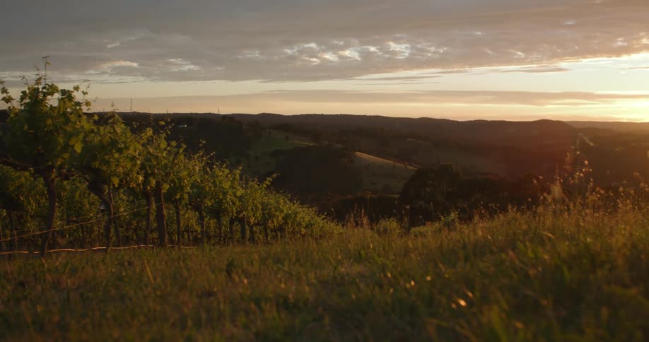 Row of trees fill orchard in valley stretching to mountain under red sky