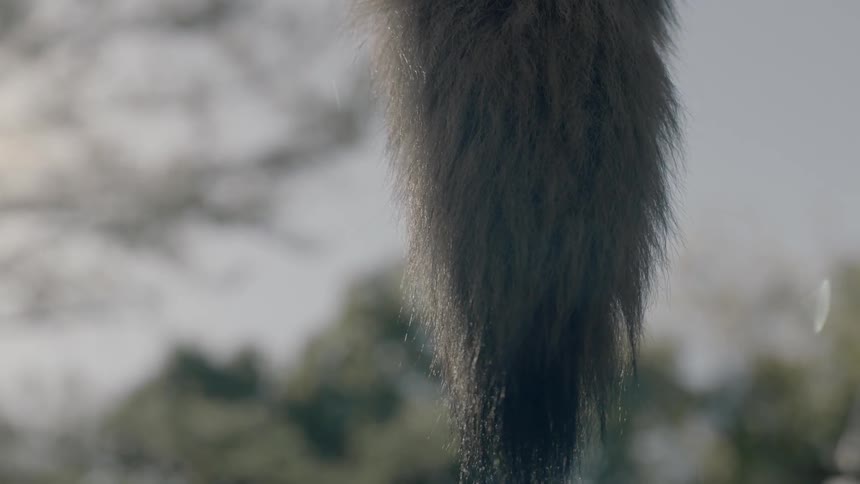 A tail hanging in the air