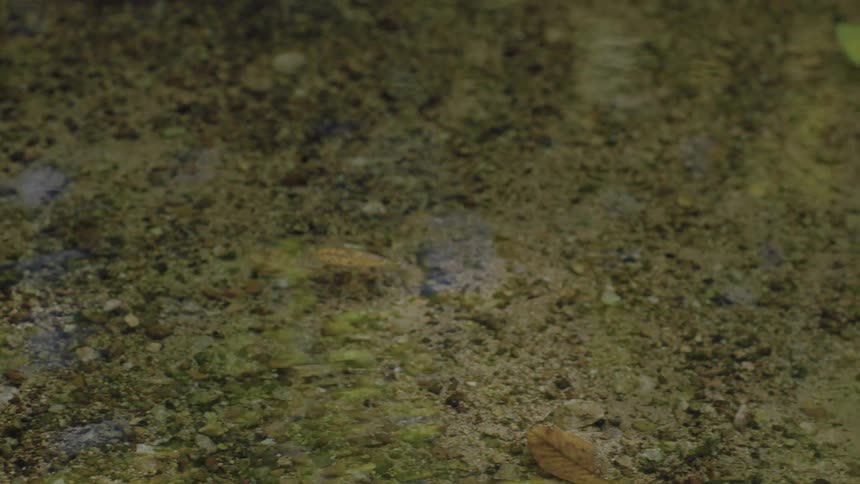 Leaf floating slowly on the top of clear shallow water