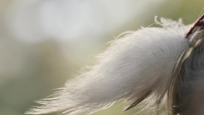 A feathered ornament is placed in a person's hair